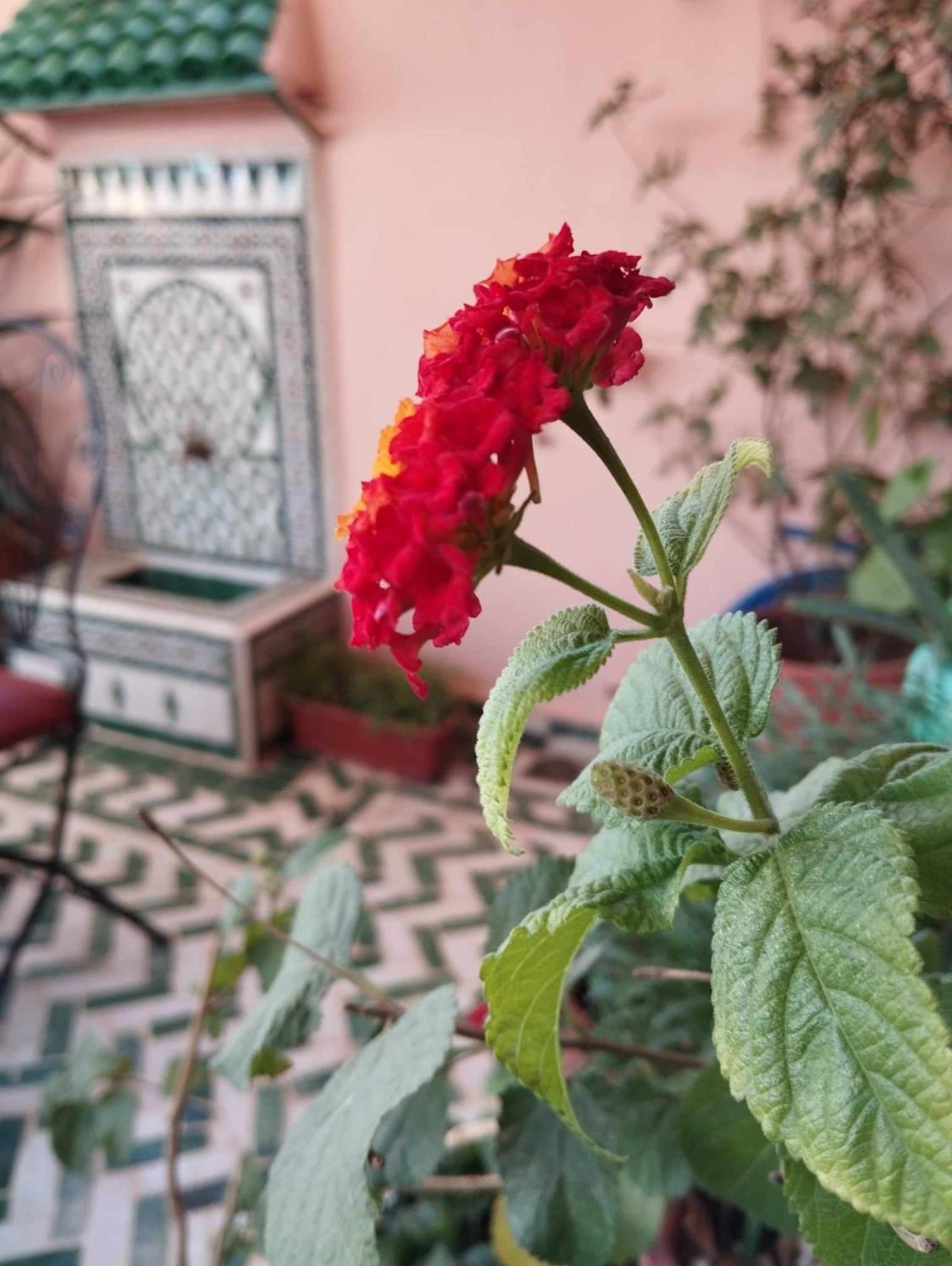 Dar Lantana Hotel Fez Kültér fotó